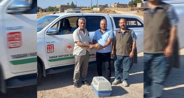 Urfa'da yaralı baykuş bulundu