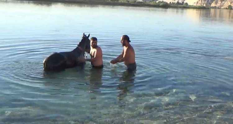 Fırat Nehri’nde serinliyorlar