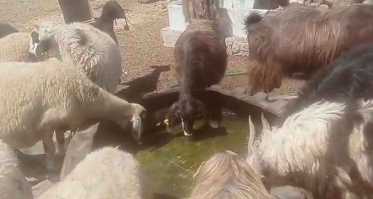 Hayvanları susuz kaldı! Viranşehirli Kadın yetkililere çağrıda bulundu