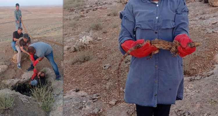 Nesli tükenmek üzere! Urfa'da 'sarnıçta' kurtarma operasyonu