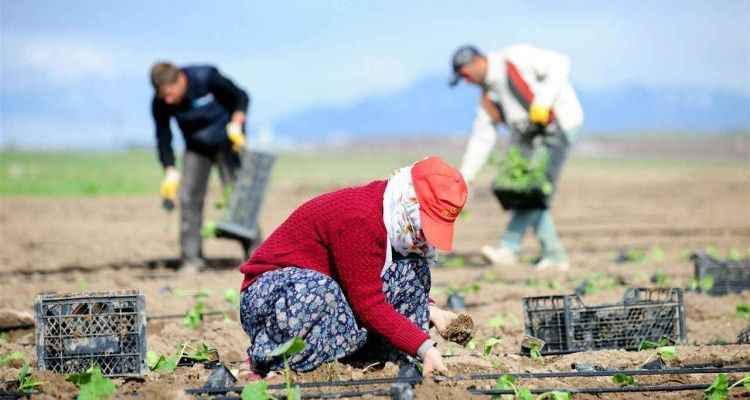 1 milyon 366 bin tarım arazisi bankalarda rehin