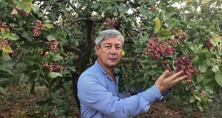 Fıstıkta tahmini üretim maliyeti açıklandı