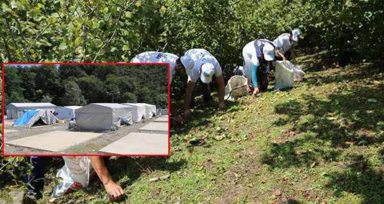 Urfalı Tarım İşçileri Vali ve Milletvekillerine Seslendi! Mağduruz, bize sahip çıkın