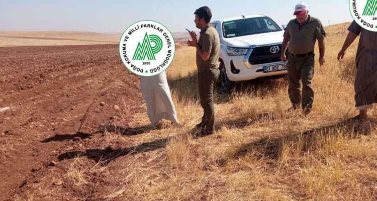 Urfa'da güvercin avlayan kaçak avcılar yakalandı!