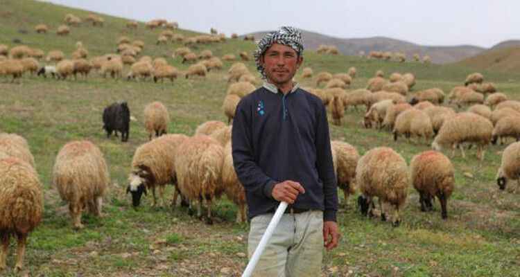 Sertifikalı çoban sayısı 50 bine yaklaştı