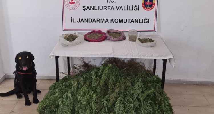 Viranşehir’deki esrarı dedektör köpek buldu