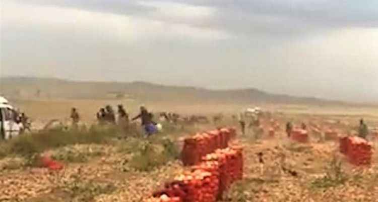 Mevsimlik tarım işçilerinin içler acısı hali