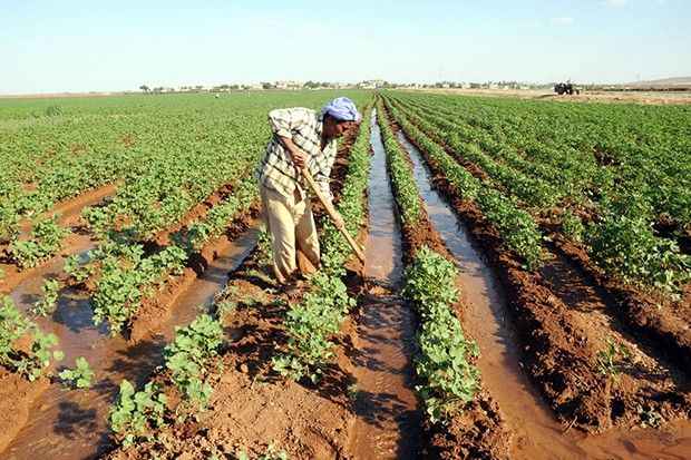 GAP'la suya kavuşan çiftçiler üretim şekillerini değiştirerek verimi artırdı