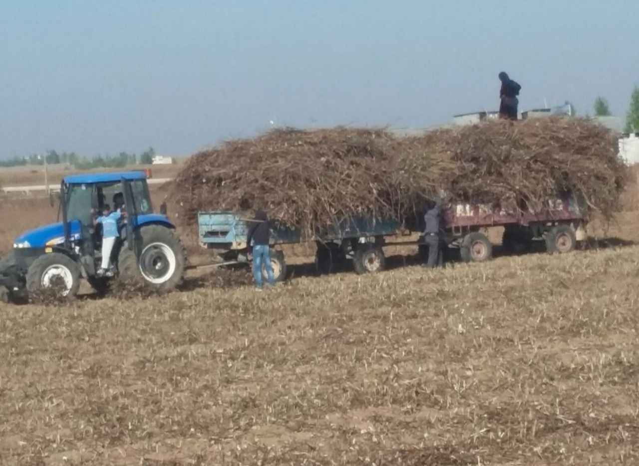 Urfa'da beyaz altının artığı da değer kazandı!