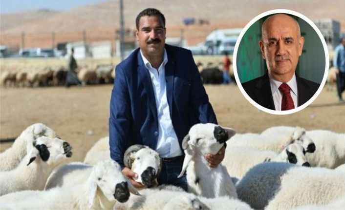 Urfa'da Hayvancılık bitiyor.