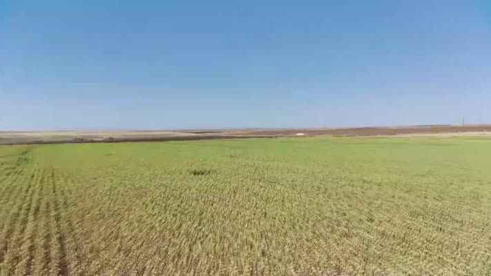 Şanlıurfa Ovası'na alternatif ürün olarak ekilen ayçiçeğinden 950 ton verim alındı