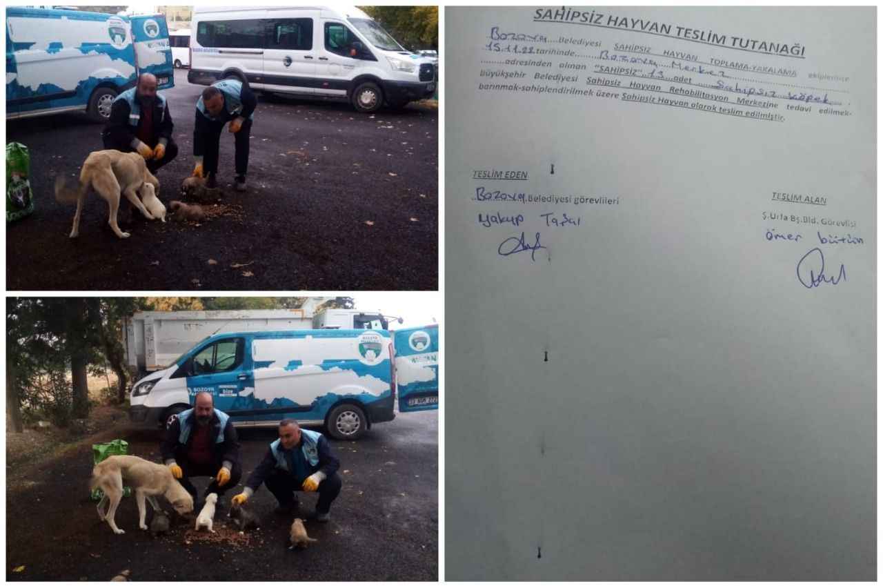 Sosyal medyadaki ‘köpeklerin dağ başına bırakıldığı” iddialarına yalanlama