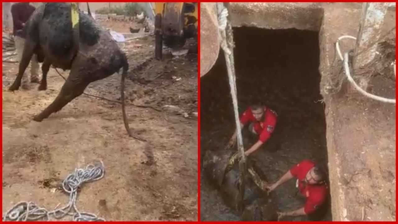 Urfa'da çukura düşen inek kurtarıldı