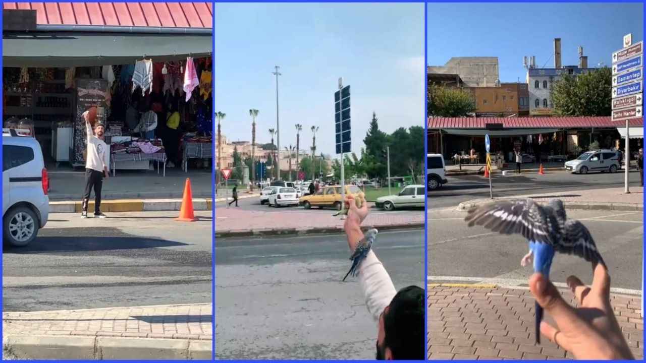 Şanlıurfa'da Bu muhabbet kuşu sahibine bağlılığıyla görenleri şaşırtıyor