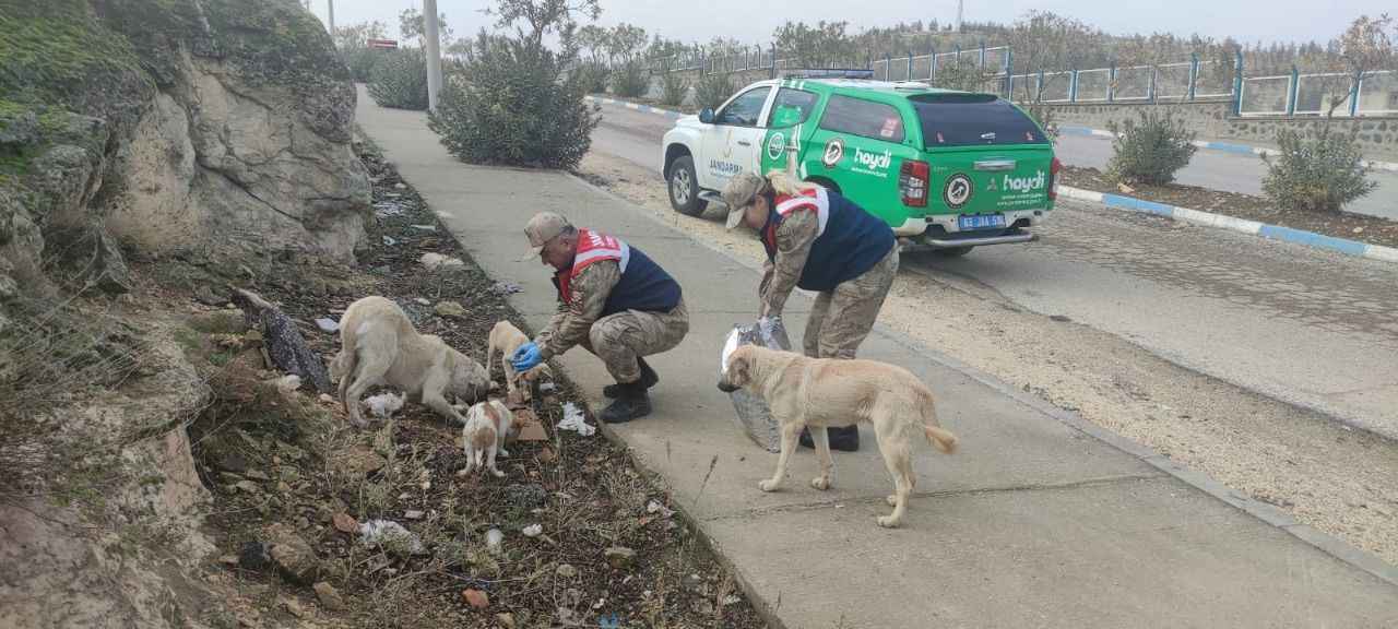 HAYDİ Urfa’da görev başında