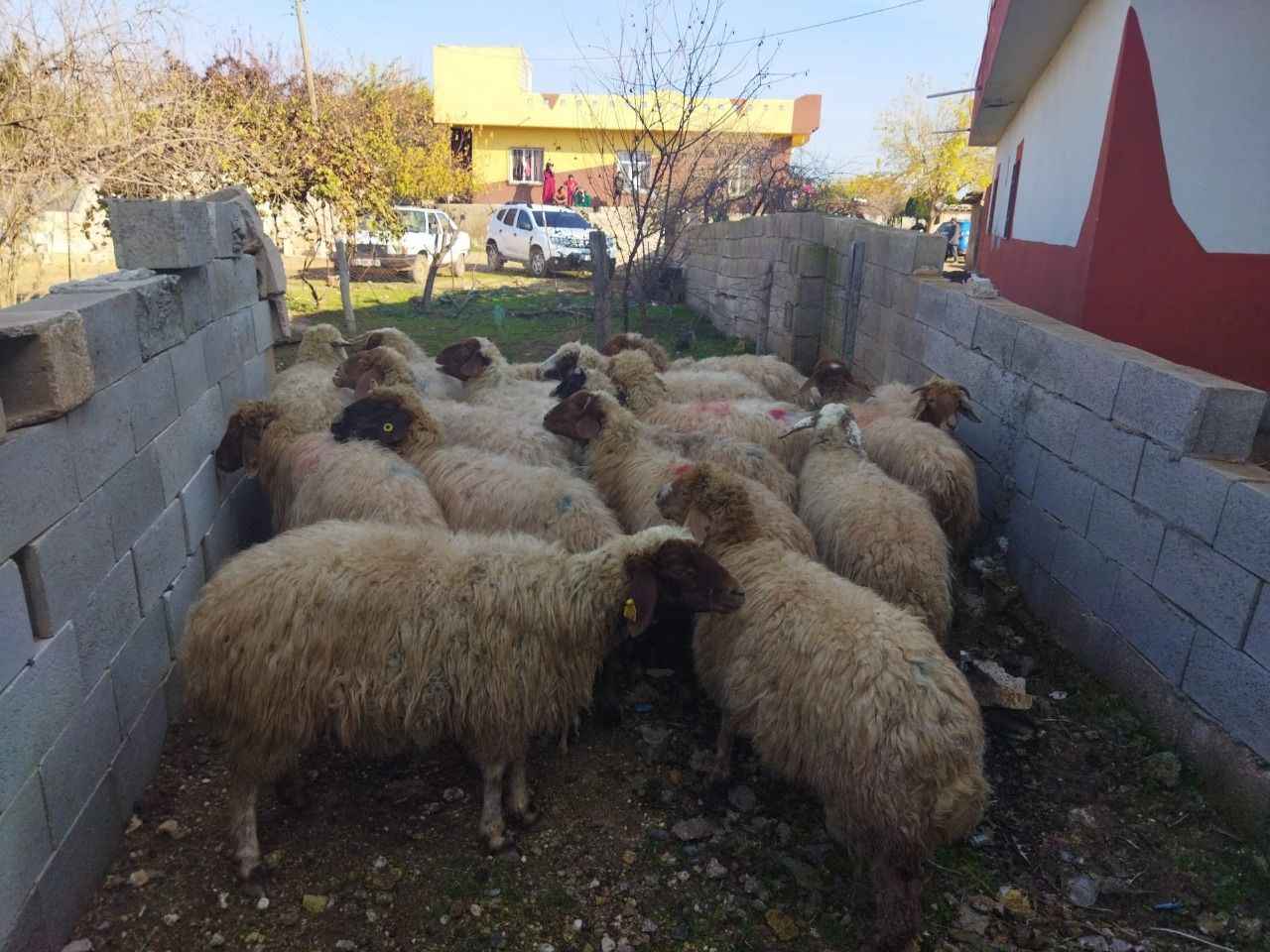 Şanlıurfa'da hayvan hırsızlarına operasyon
