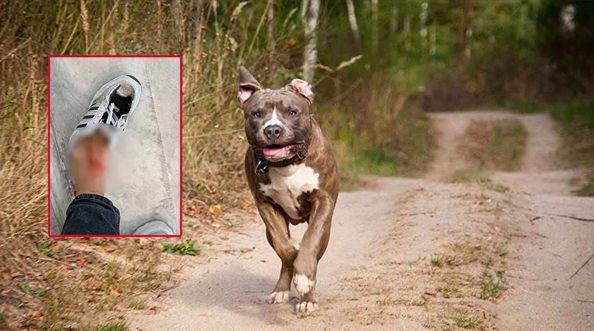 Urfa polisi pitbull cinsi köpeğin sahibini arıyor