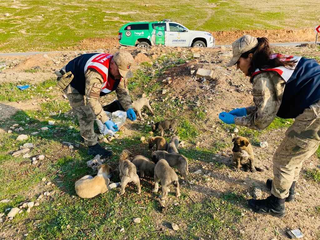 Şanlıurfa’da HAYDİ ekipleri sokak hayvanlarını besledi