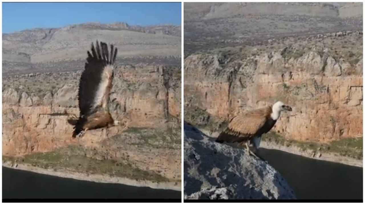 Kızıl akbaba yeniden Urfa semalarında