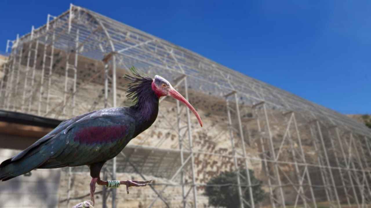 Birecik Kelaynak Üretme İstasyonu'nu kaç kişi ziyaret etti?