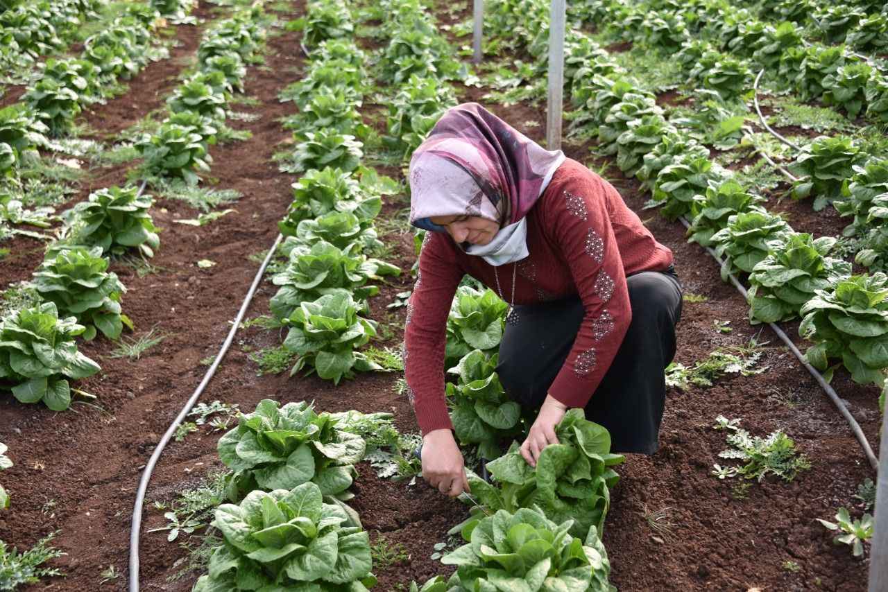 Siverek'teki seralarda ilk ürünün hasadına başlandı