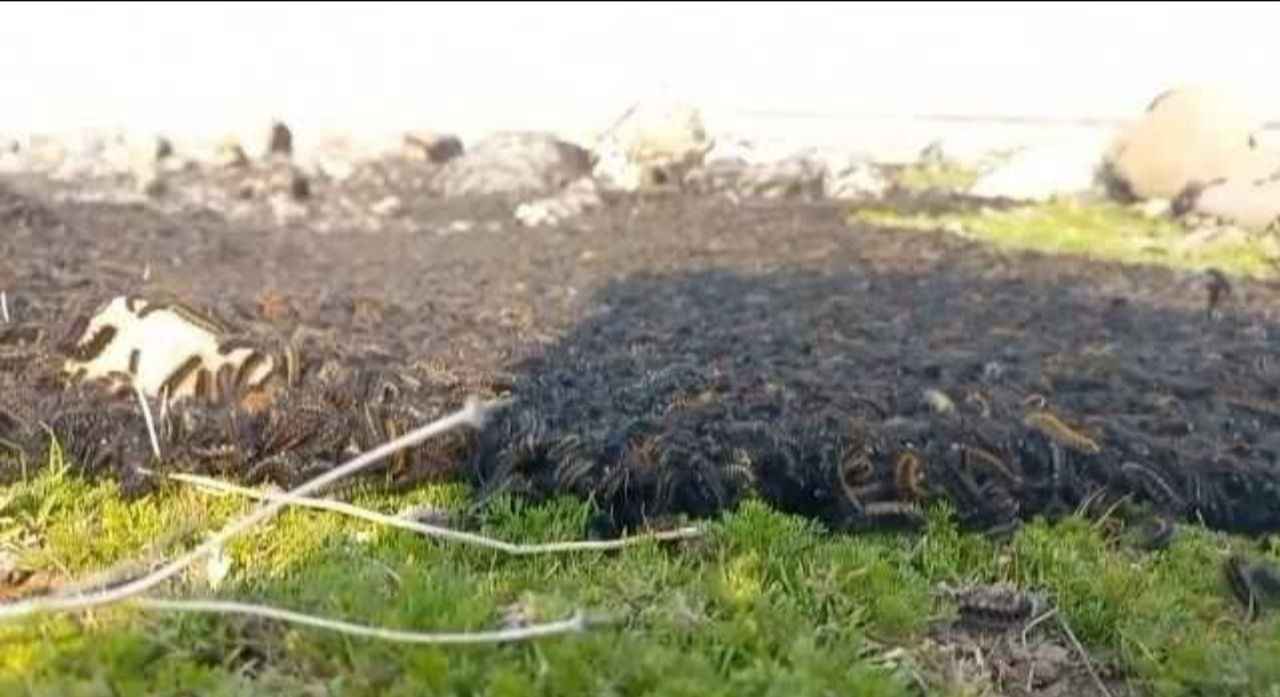 Bir bu eksikti! İnşallah Urfa’ya gelmezler