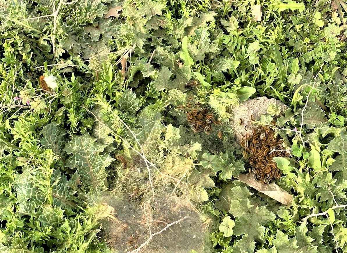 Dikkat! Dün Şırnak'taki tırtıl tehlikesi Urfa'ya geldi
