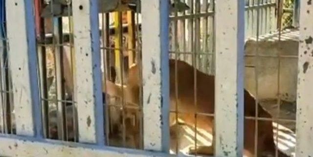 Hayvanat bahçesinde dehşet! 6 yaşındaki çocuk kafese tırmanırken demirlerin arasına sıkıştı... Aslanların saldırdığı çocuk hayatını kaybetti