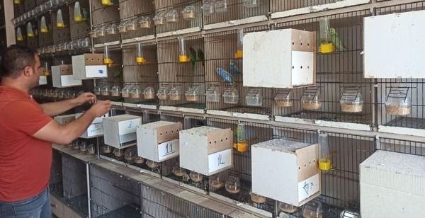 Pet shop işletenler kedi köpek satışlarının internet üzerinden de yasaklanmasını istiyor