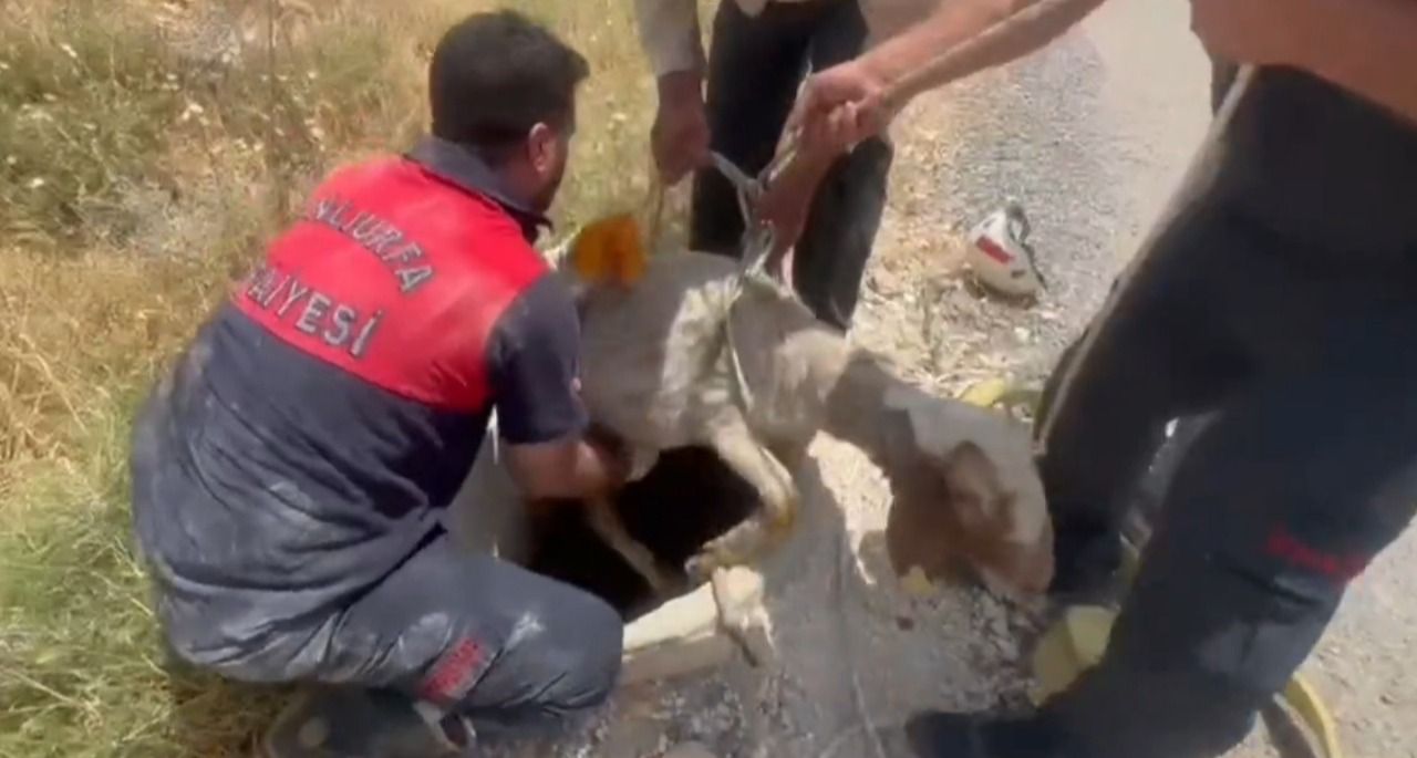 Haliliye’de rögara düşen koyunu itfaiye kurtardı