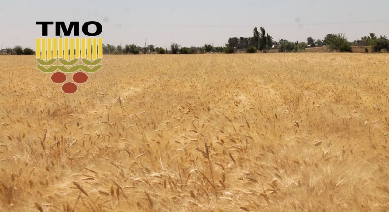 TMO'dan hububat ürünlerinin satış fiyatları ile ilgili açıklama!