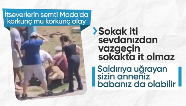 Sokak İti Sevdanızdan Vazgeçin, Sokakta İt Olmaz! Saldırıya Uğrayan Sizin Anneniz, Babanızda Olabilir