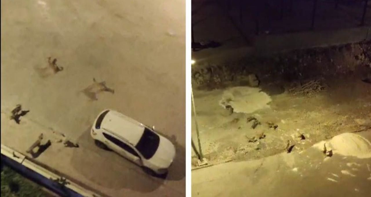 Şanlıurfa'da Mahalleli başı boş köpeklerin kimseye saldırmadan toplatılmasını istiyor