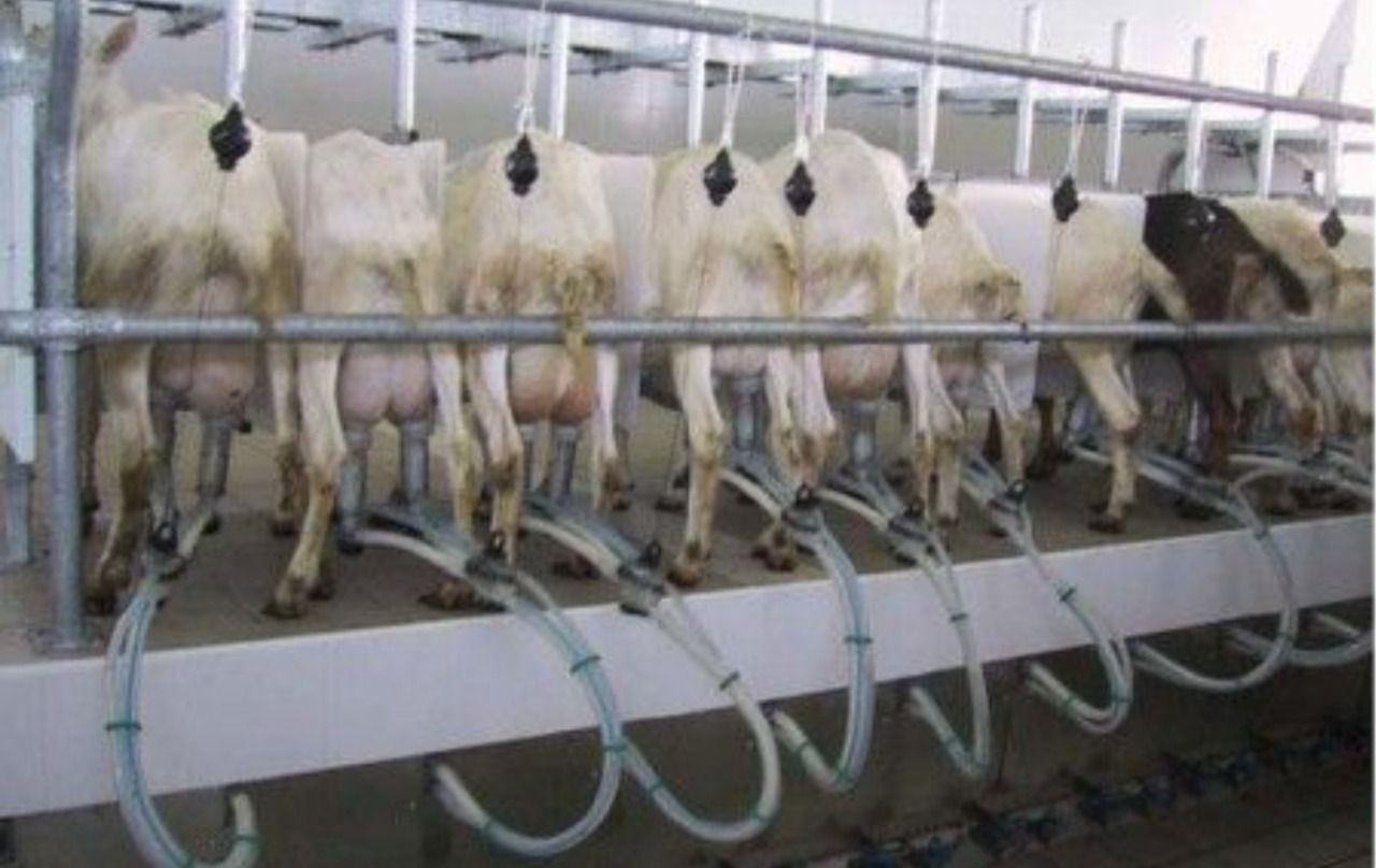 Ceylanpınar’daki işletmeye koyun sağım sistemi satın alınacak