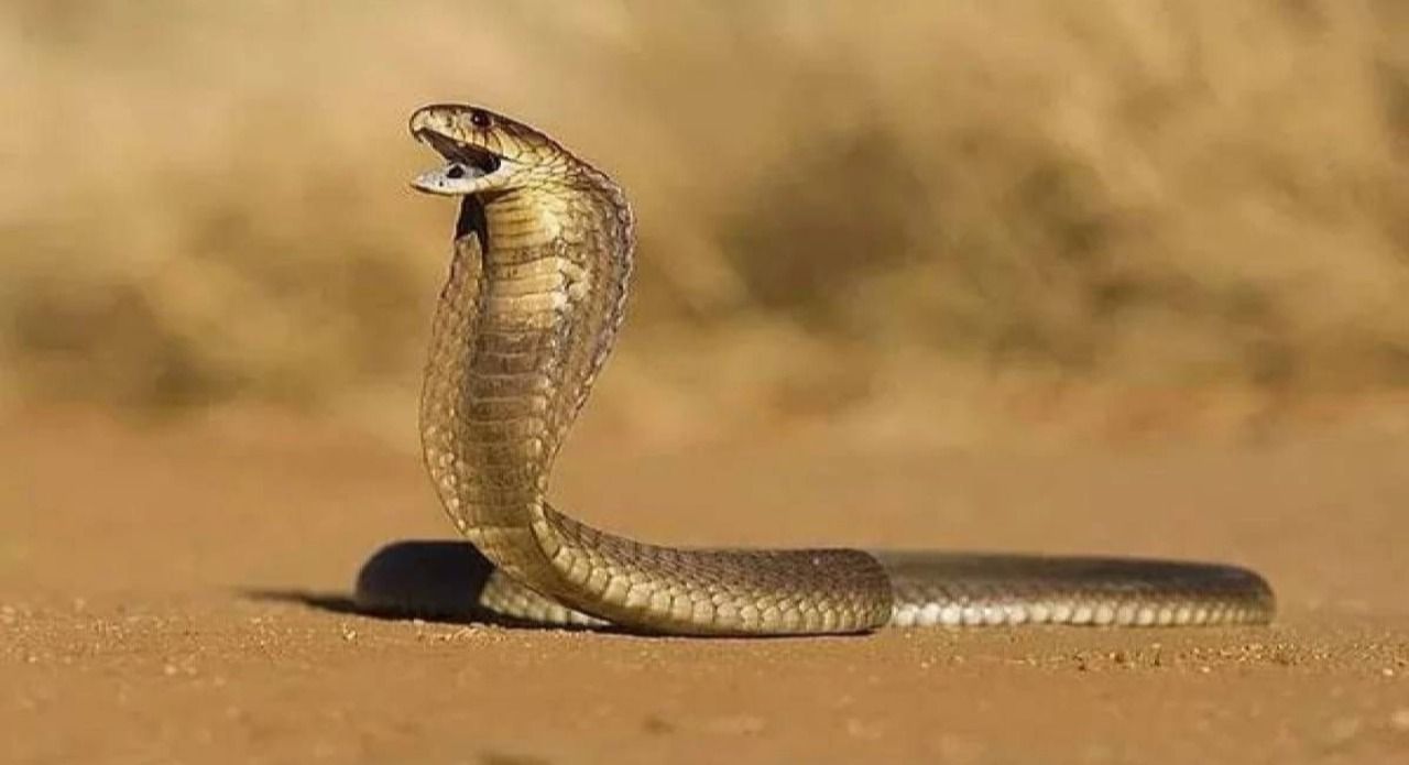 Uzmanlardan Urfalılalar son uyarı: Gördüğünüzde arkanıza bakmadan kaçın...