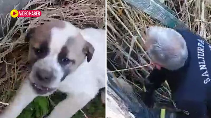 Şanlıurfa’da yavru köpek için seferber oldular! İşte böyle kurtarıldı…