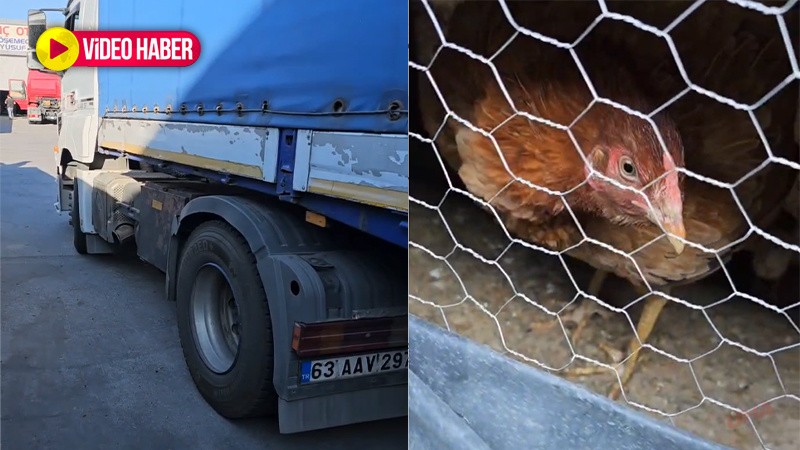 Tır dorsesinde sürpriz! Urfalı şoförün ülke ülke gezen tavuklarını görenler şaştı kaldı