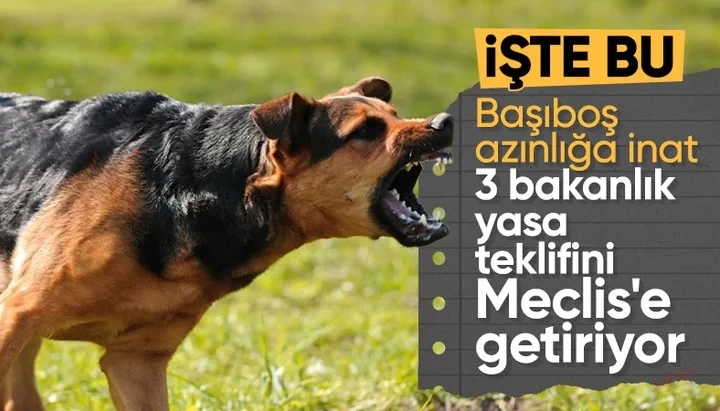 Yılmaz Tunç'tan sokak köpeği açıklaması: İnsanımızın can emniyeti başta gelen görevimiz