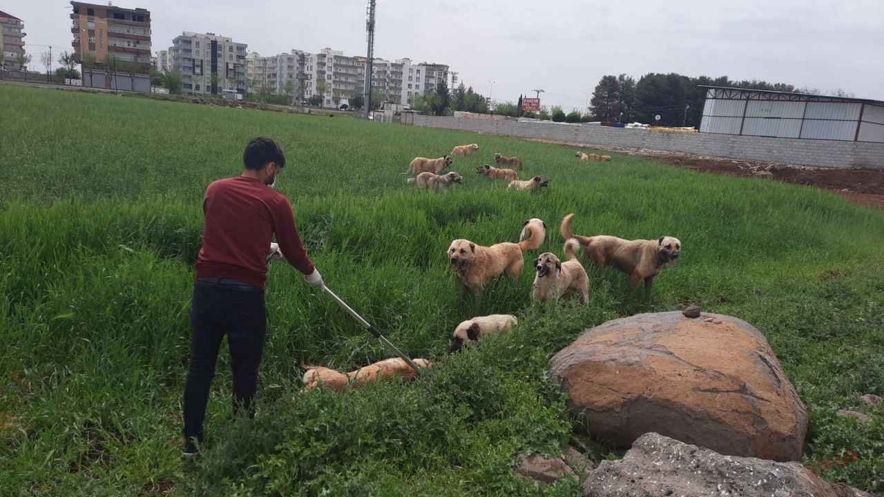 Sahipsiz köpekler itlaf mı edilecek?