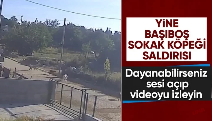 Başıboş köpeklerin saldırısına uğrayan kadının çığlıkları sokağı inletti