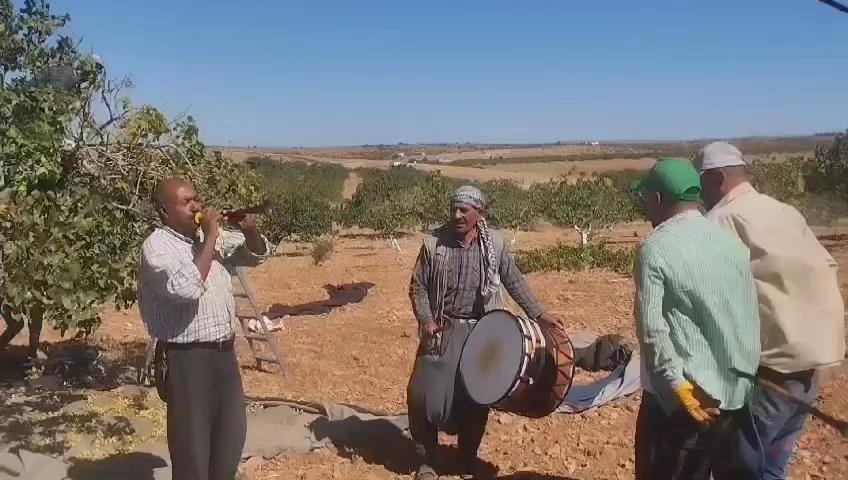 ŞANLIURFA FISTIĞINDA DAVULLU HALAYLI HASAT SEVİNCİ