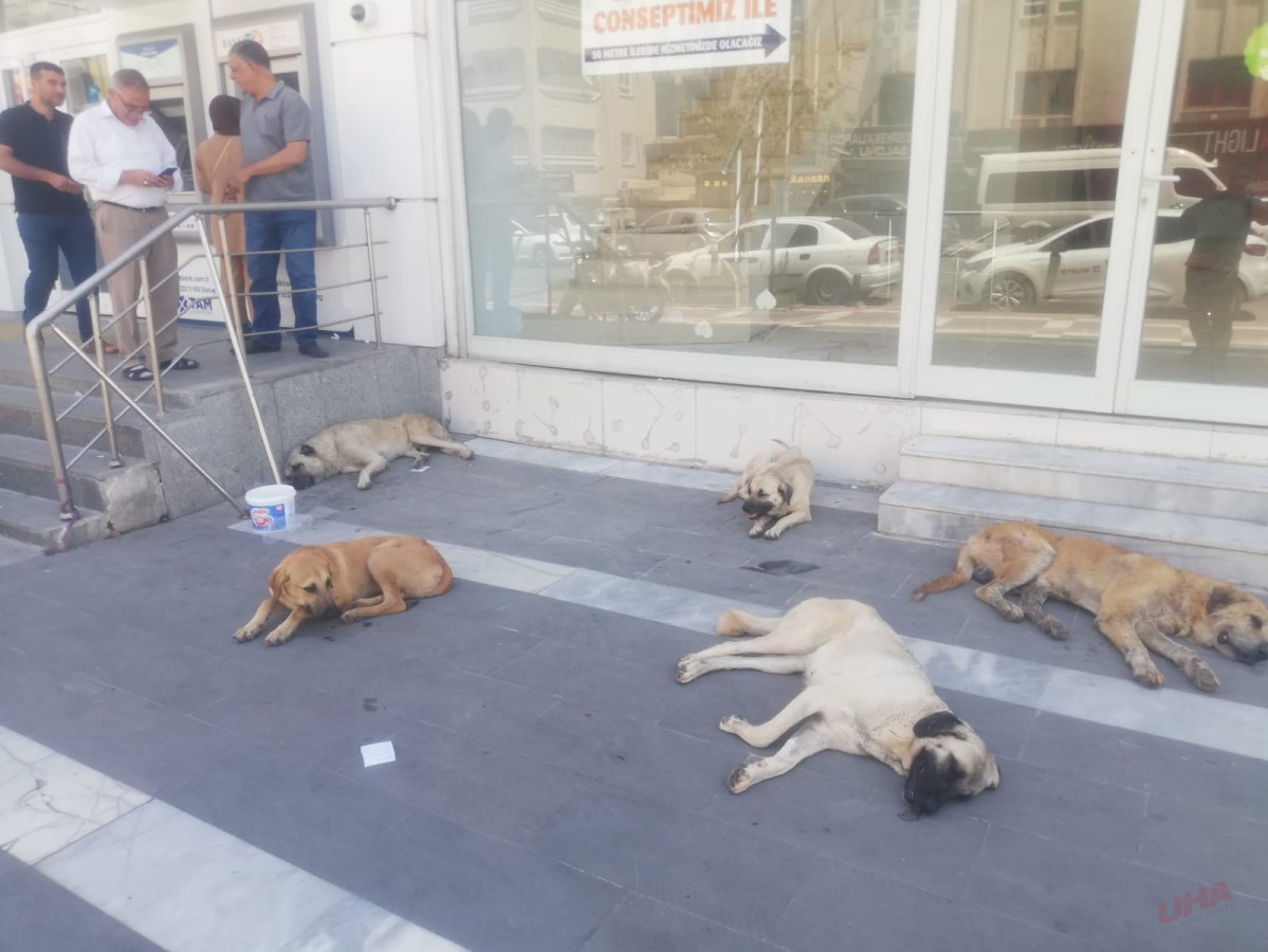 ŞANLIURFA’DA BAŞI BOŞ KÖPEKLER KALDIRIMLARI İŞGAL ETTİ