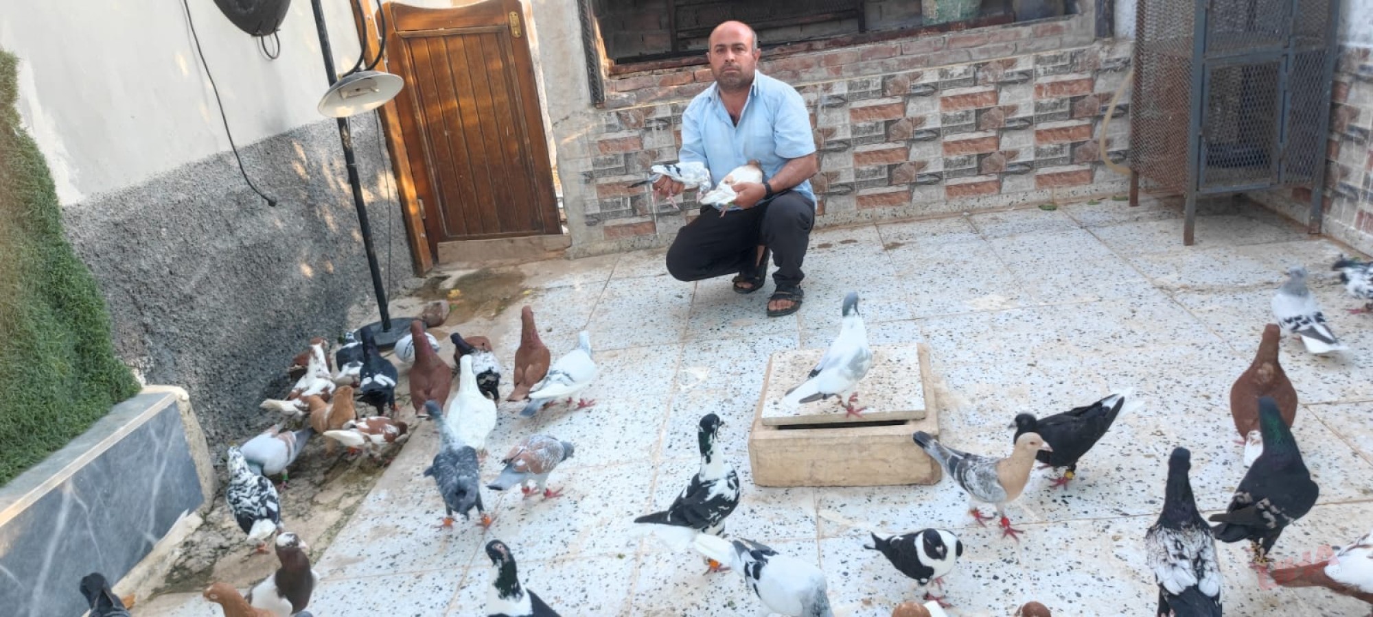 ŞANLIURFA'DA OTOMOBİL FİYATINA GÜVERCİN SATILIYOR