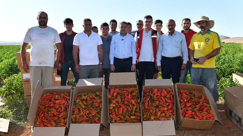 VALİ ŞILDAK BİBER HASADINA KATILDI