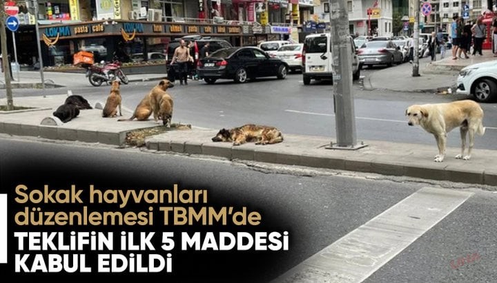 Sahipsiz hayvanlara yönelik kanun teklifinin ilk 5 maddesi kabul edildi
