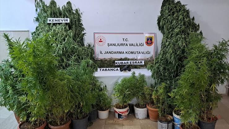 Şanlıurfa'da uyuşturucu operasyonlarında 5 şüpheli yakalandı