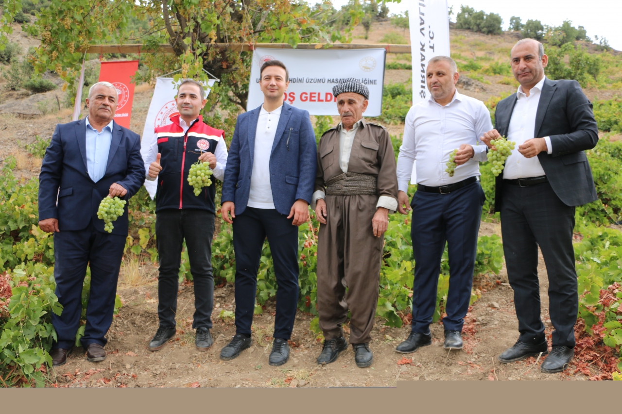 Şırnak'ta "Behdini Üzümü Hasat Şenliği" düzenlendi