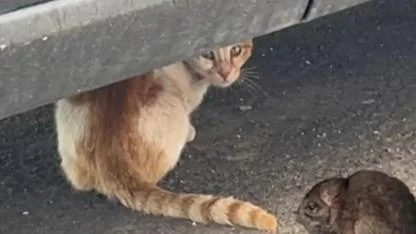 Şanlıurfa’da Sıradışı Dostluk: Kedi ile Fare Aynı Yerde Görüntülendi